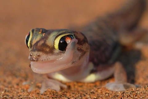 Excursão pelas Dunas Ecológicas do Deserto Vivo