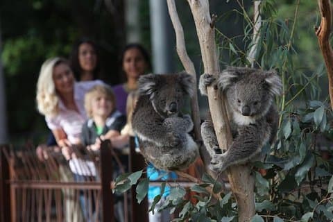 Australian Wildlife Tour at Melbourne Zoo Ticket - excl. entry