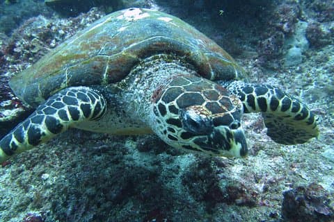 Snorkling i Padang Bai