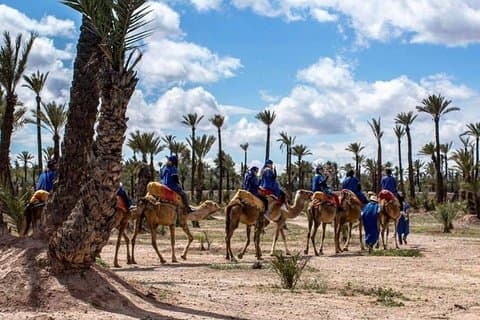 Kameelrit in palmbos van Marrakech
