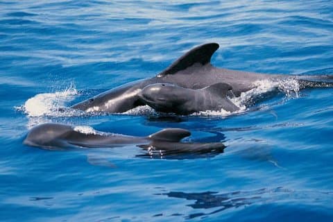 Luxury 3 Hour Yacht Private Charter