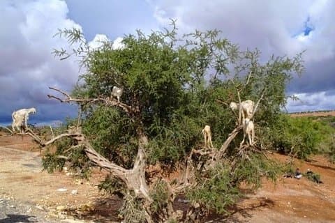 Ganztagesausflug von Marrakesch nach Essaouira