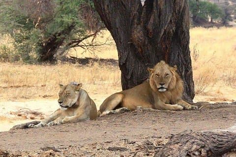 Selous Game Reserve Road Trip- Safari en barco, Safari en coche y paseo