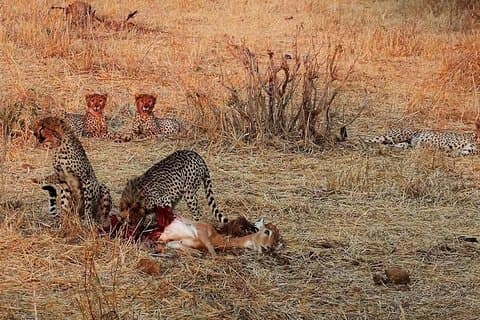 ルアハ国立公園とミクミ国立公園バジェットサファリ6泊5日