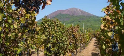 Sélection du Vésuve et du vignoble de Sorrente