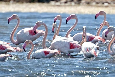 Cagliari E-Bike Tour: Gulf, Canals & Flamingos at Molentargius
