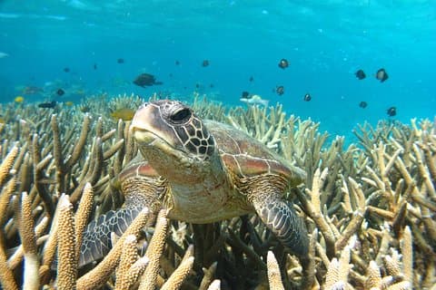 Coral Bay 3-Hour Turtle Ecotour