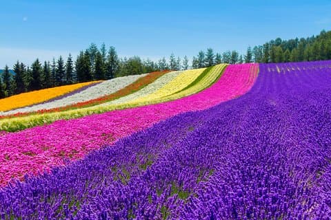 Furano & Biei Individuelle private Tagestour (bis zu 8 Pax/11 Stunden)