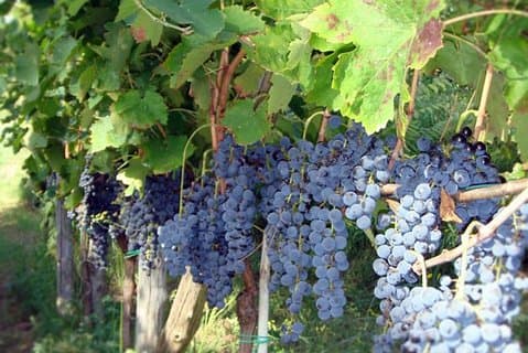 Private Vineyard Visit: Wine Tasting, Local Delicacies & Ceramics
