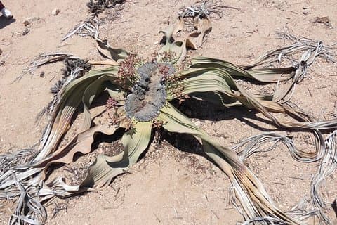 Walwitschia Plan Moonlandscape & Namib Desert Explorer Tagestour