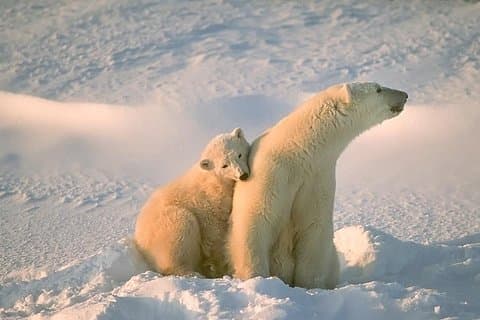 Ounasvaara et Zoo de Ranua