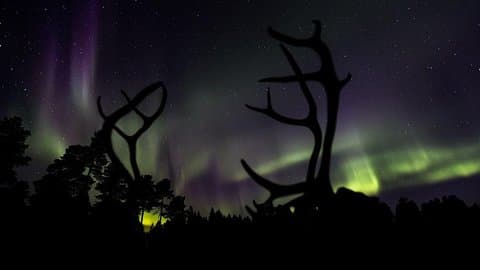 Lille gruppe nat med rensdyr og nordlys