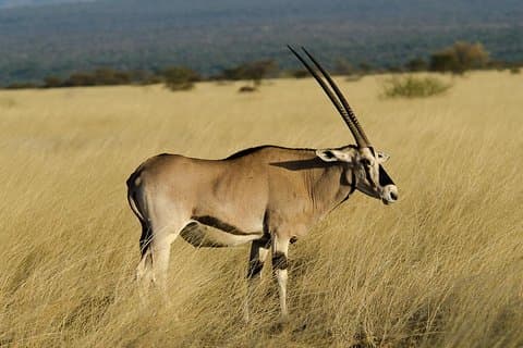 Awash National Park Tours