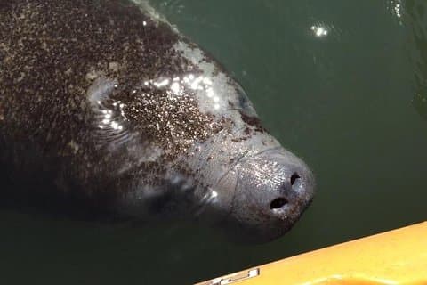 Rencontre en kayak avec les lamantins et les dauphins