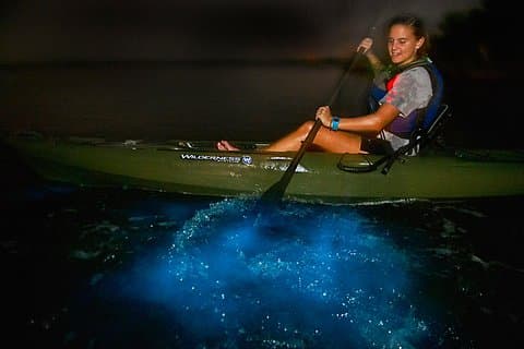 Manatees/Sunset/Bioluminescence Tour