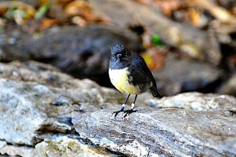 Motuara Island Bird Sanctuary and Ship Cove Cruise from Picton