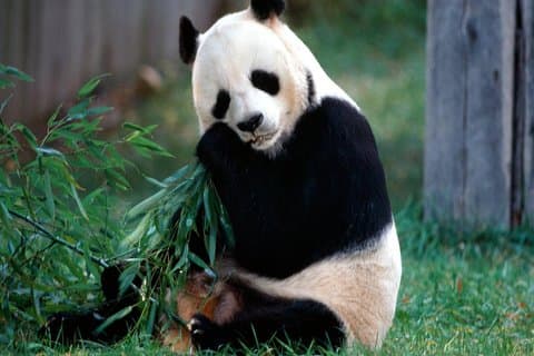 Private 2-Day Chengdu Tour: Panda Base And Giant Buddha