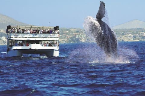 Los Cabos Whale Watching Cruise inkludert frokost