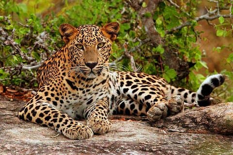 All inclusive Private jeep safari at Yala National park