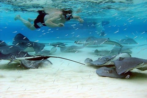 Starfish Point, Stingray City e Jardim de Corais (3 - STOP Adventure)