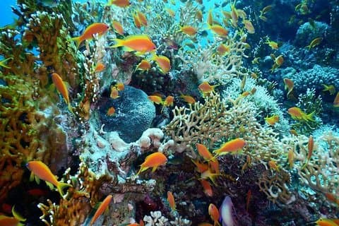 Red Sea Diving Trip vanuit Hurghada: Beginner tot Advanced Divers