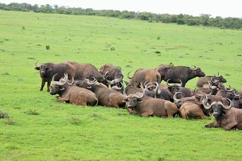 Big 5 Tour von Port Elizabeth