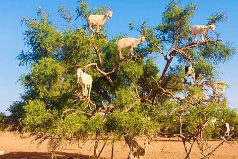 Full Day Trip To Essaouira Mogador From Marrakech