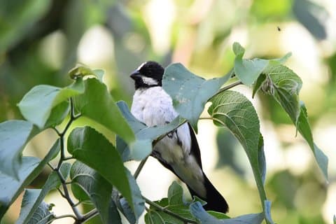 Asuncion vogelrondvaart