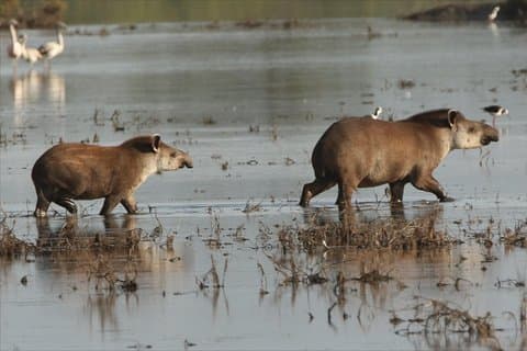 Het ontdekken van dieren in het wild van de Chaco