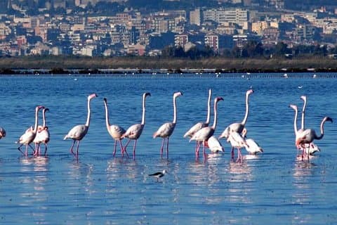 Excursion en Segway pour voir les flamands roses
