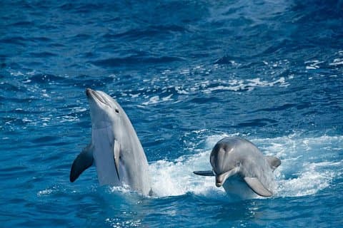 Overnatting Snorkling tur på Satayh Dolphin Reef Fra Marsa Alam