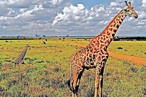 Tour durch den Nairobi-Nationalpark und das Giraffenzentrum