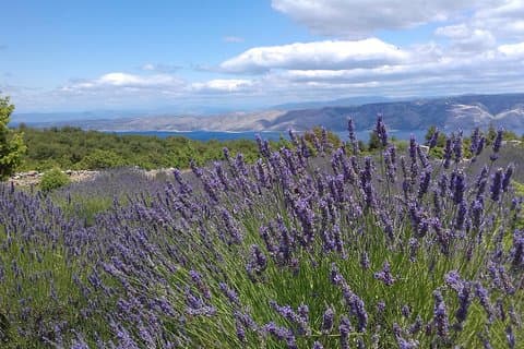 Hvar Lavender Tour