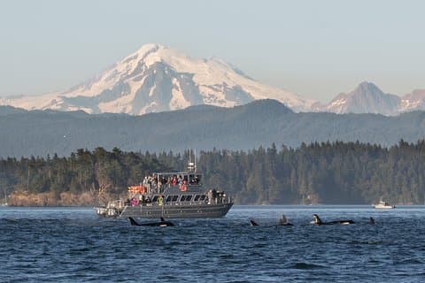 Guaranteed Whale Watching Tour