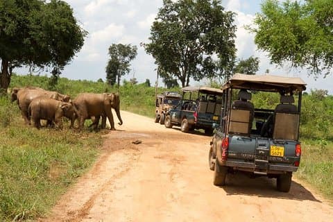 Dagtochten naar Udawalawe vanuit Kaluthara