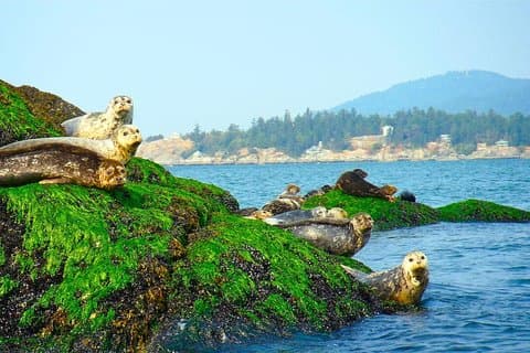 Vancouver City en Seal Colony schilderachtige boottocht