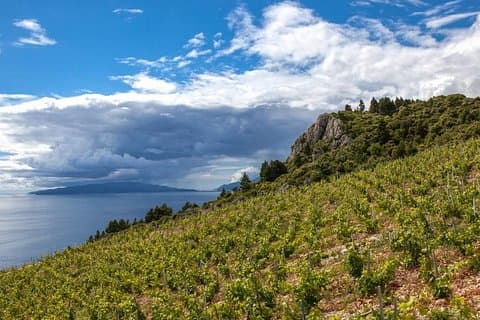 Vinelskerens tur fra Dubrovnik