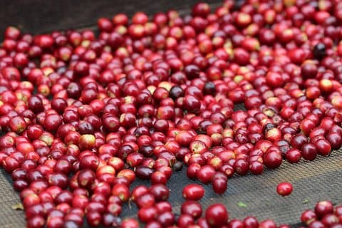 Specialty Coffee 101, Historie - Behandling - Professionel Cupping og mere!