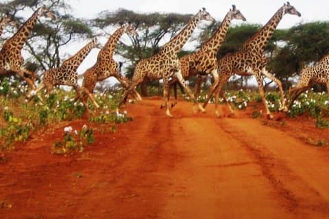 Naivasha ganztägige Safari