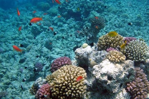 Excursion de plongée en apnée à partir de Hurghada