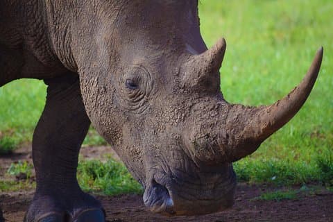 Nairobi nationalpark, giraffcenter, Karen Blixen-museet.