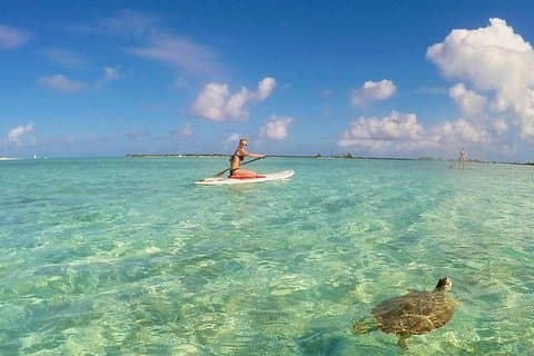 Turtle Eco Tour på Stand-Up Paddleboards eller kajaker till National Marine Park