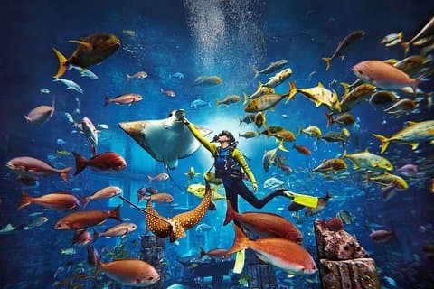 Dubai Lost Chambers Dive Explorer (Certification Required)