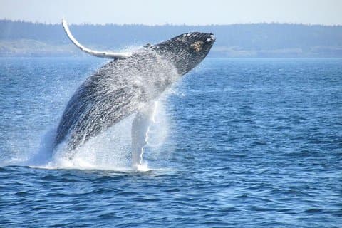 Whale Route heldagstur i Kapstaden