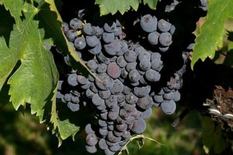 Excursión al vino y aceite de oliva de Umbría con almuerzo ligero