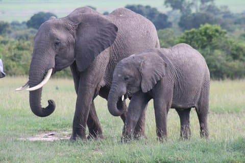 3 dager masai mara safari fra Nairobi