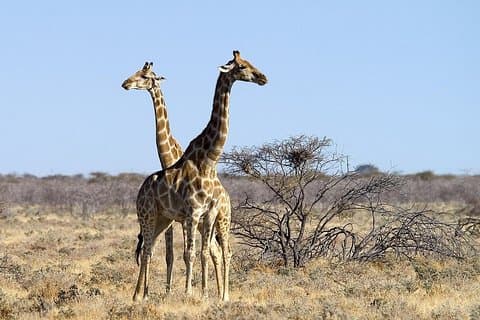 4 dagars Etosha National Park och Swakopmund Camping