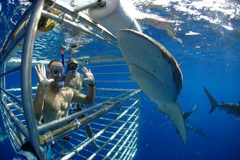 オアフ島：ノースショア・シャークケージダイビング