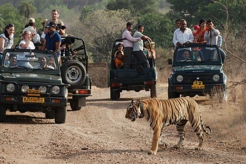 8 Tage Golden Triangle Tour mit Ranthambore {Taj , Tigers & More}