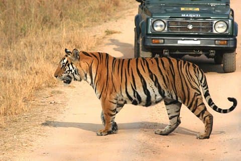 Private Tiger Safari to Panna National Park from Khajuraho